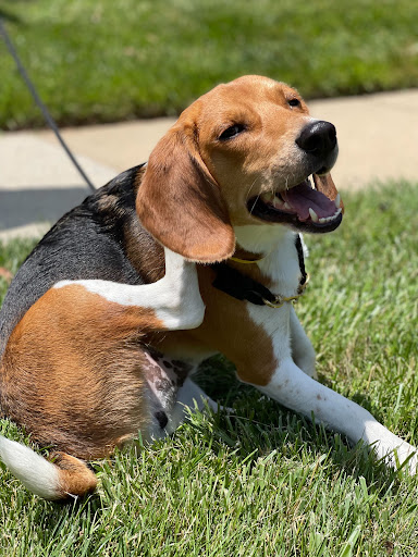 Petvacx Animal Hospital - Thumbnail