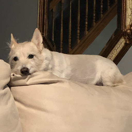 Peacefully at Home Vet Services - Thumbnail