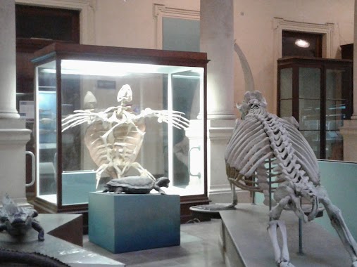 Museo De Ciencias Naturales, Author: alejandra terrone