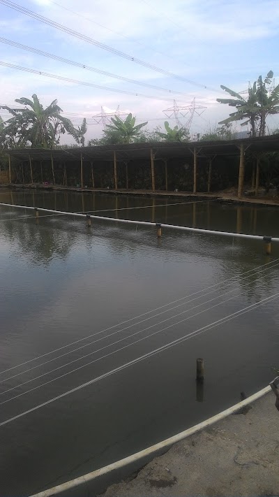 Photos of Kolam Pemancingan Ikan Mas " KAPAL SANDAR "