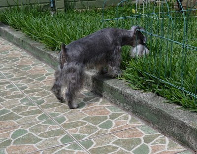 veterinary-care