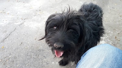 veterinary-care