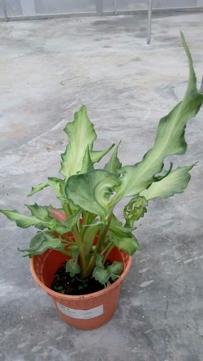 Photos of Denis Garden