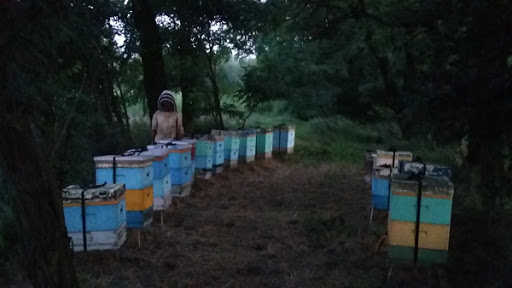 Sklep internetowy z miodem Warszawa pszczelafarma