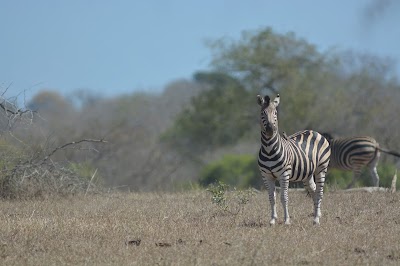Photos of The River Lodge at Thornybush