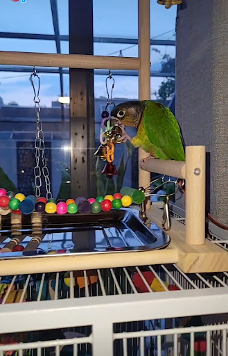 CP Birds - Visual