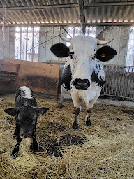 Photo n°17 de AGNEAUX DU VOLVESTRE à Montesquieu-Volvestre (Éleveur)