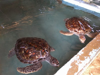 Photos of Sea Turtles Conservation Station