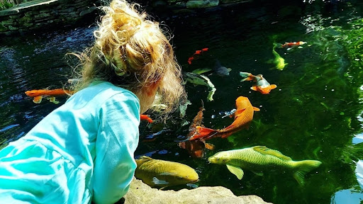 B & M Aquatic Gardens & Koi - Thumbnail