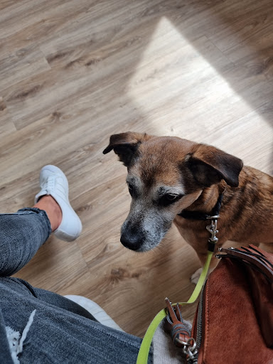 Veterinarian Dr. Melfsen-Jessen - Thumbnail