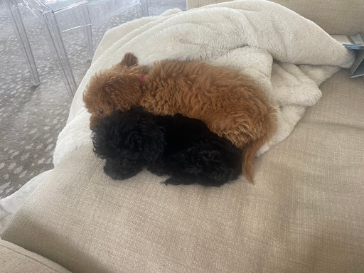 iCute Puppies - Thumbnail