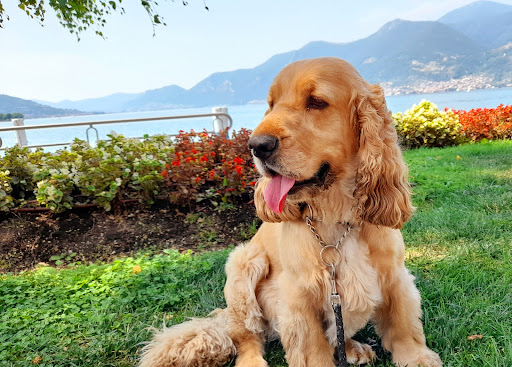 Clinica Veterinaria i Gelsi di Alberto Villa e Laura Caldarini - Thumbnail