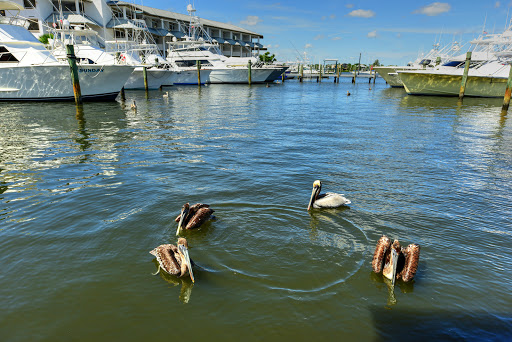 Pirate’s Cove Resort and Marina Gallery - United States