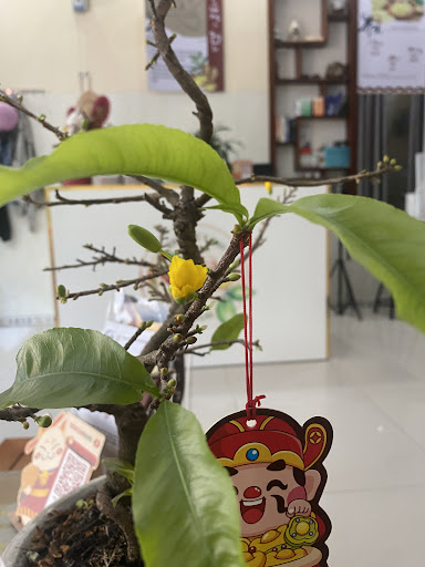 Gừng