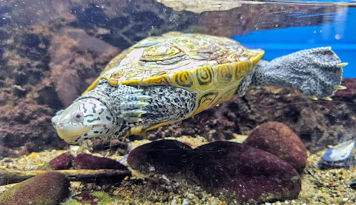 Glen Echo Park Aquarium Gallery - United States