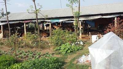 Photos of Darshan cow farm