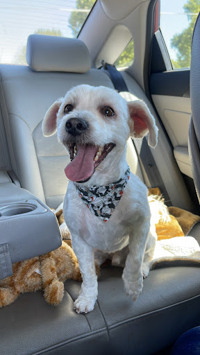 Lemoore Dog Grooming - Thumbnail