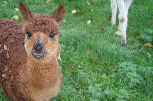 Photo n°13 de Maison d'hôtes Sous les Tilleuls - Le Mazis à Le Mazis (Location d'appartement de vacances)