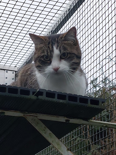 Photo de Pension féline La Chat'Made à Ramonchamp (88160)