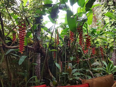 Photos of Indigo Tree