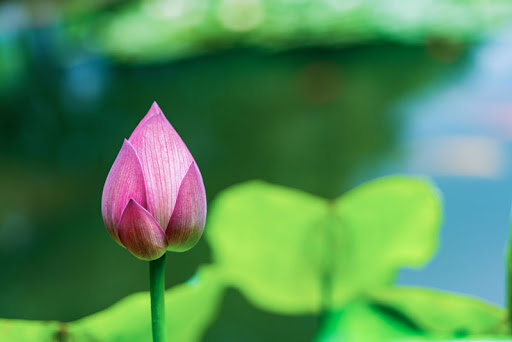 True Nature Wellness - Thumbnail