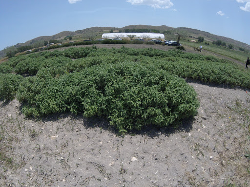 Azienda agricola Don Alfonso - Thumbnail
