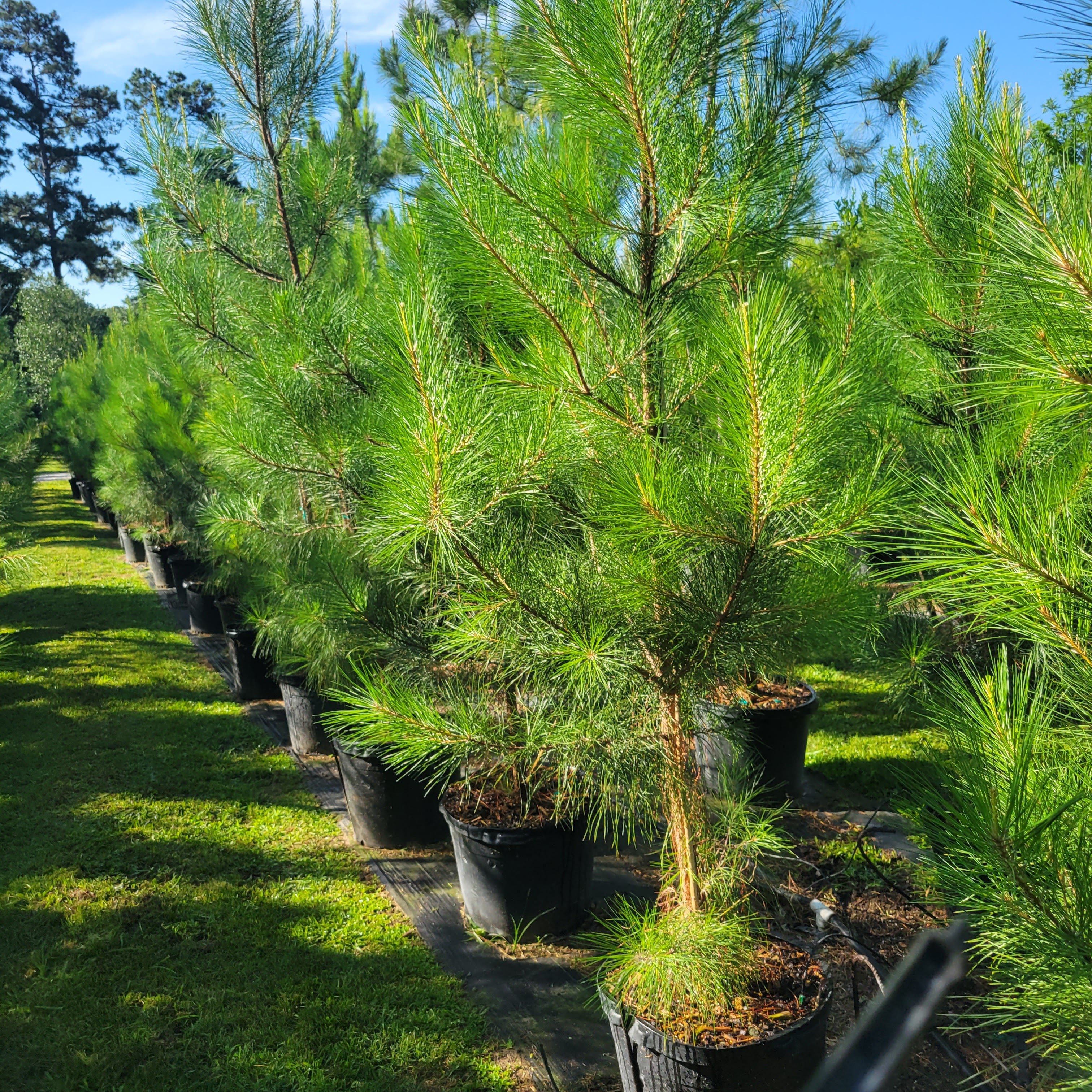 Bownds Wholesale Nursery