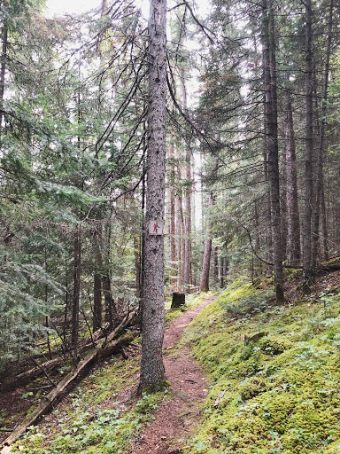 Spray Lake Hiking Trail Gallery - Canada
