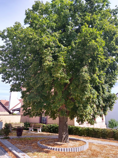 Dorflinde