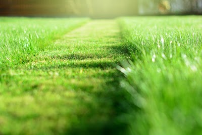 Photos of Parramatta Lawn Care