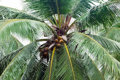Photos of Coconut Cultivation Board Bungalow - Bungalow No: 02
