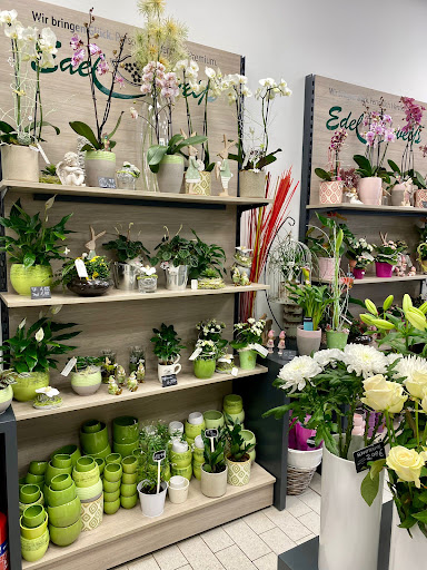 Blumen Edelweiß Gotha - Thumbnail