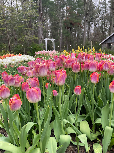 Blush In Bloom