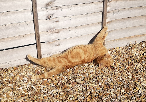 microchippingforcats - Visual