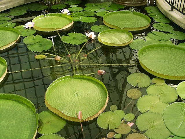 San Francisco Botanical Garden