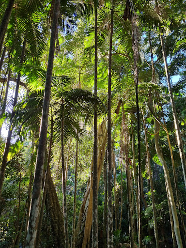 Sea Acres Rainforest Boardwalk - Thumbnail