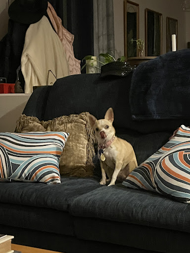 BARC Adoption Center/ Thrift Store Gallery - United States