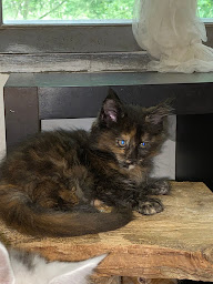 Photo n°2 de Élevage des Bains d’Aurensan à Aurensan (Éleveur de chiens)