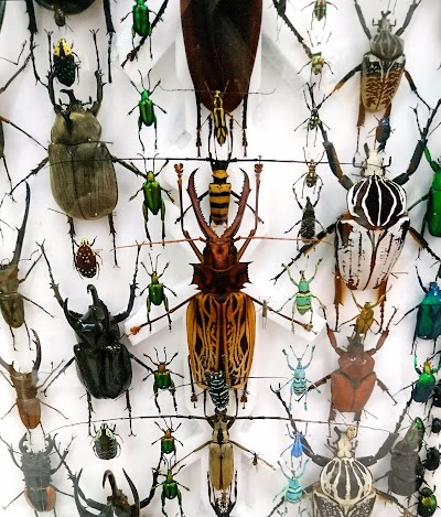 Harrell House Bug Museum