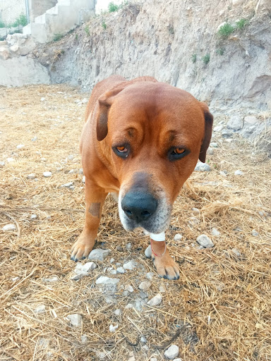 Canisax Veterinarios - Thumbnail