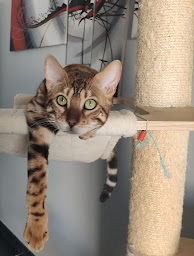 Photo n°3 de Domaine de Jade - Elevage de Chats Bengal et British à Fons (Éleveur de chats)