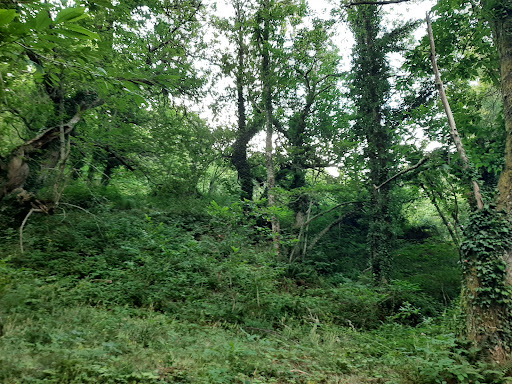 Noceda - Visual
