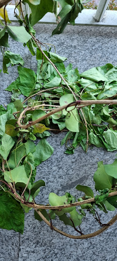 Plantì Shop - Thumbnail