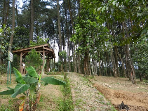 HUTAN PINUS ( Sentul eco edu tourism forest Office), Author: HELMY TANJUNG