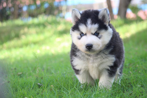 Show Quality blue eyes Husky puppy available in Lucknow for more details please call or whatsapp… post image
