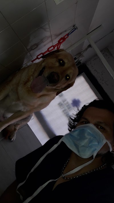 veterinary-care