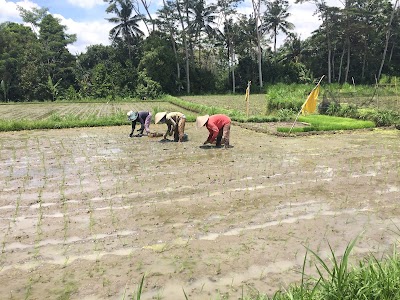 Photos of Bali 2000