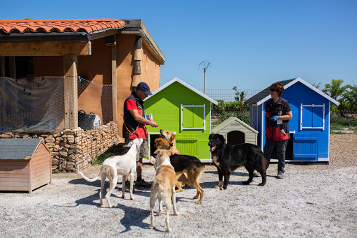 Hotel para perros Riberbox