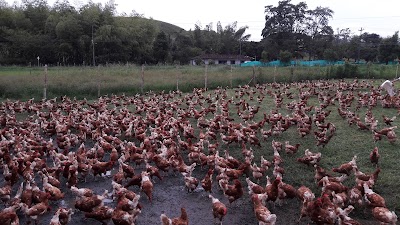 Photos of Huevos San Marcos De Gallina En Pastoreo