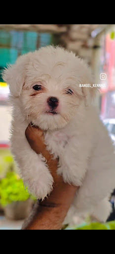 Maltese puppy available in ahmedabad 🐾 post image